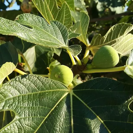 Degli Ulivi * Ceglie Messapica